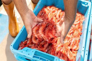 Gamba rosada - Pescador de Cap de Creus